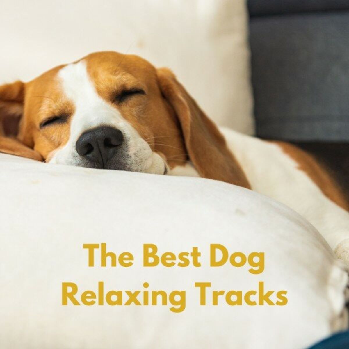 Album cover of The Best Dog Relaxing Tracks