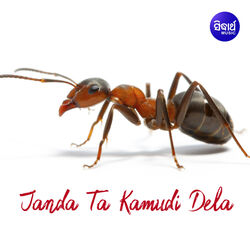 Cover of Janda Ta Kamudi Dela