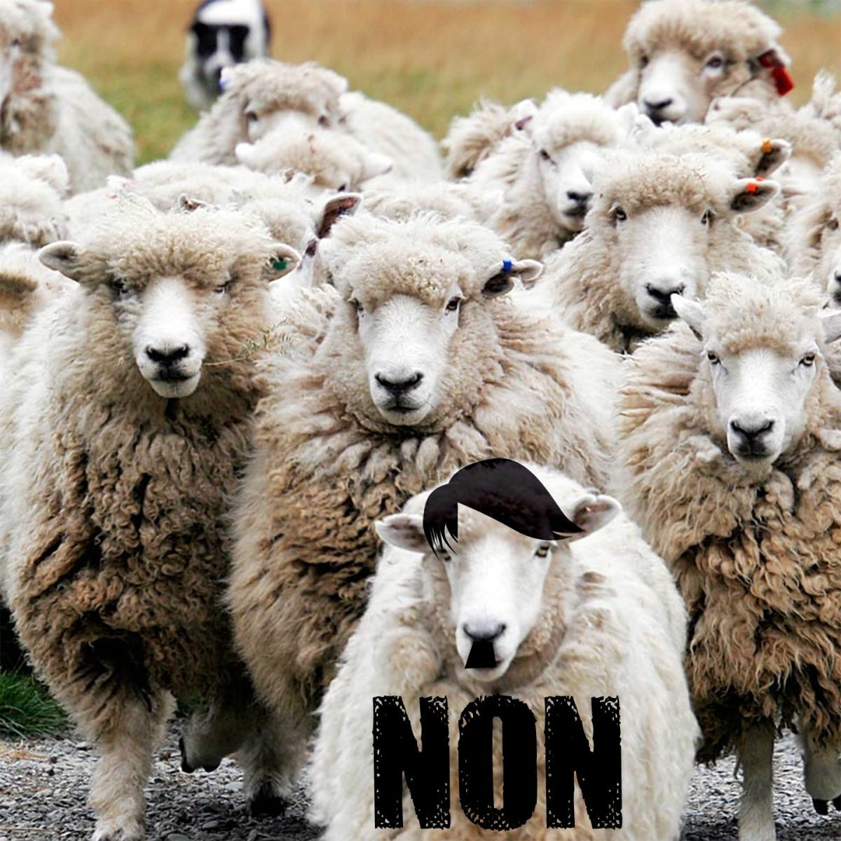 Album cover of Non