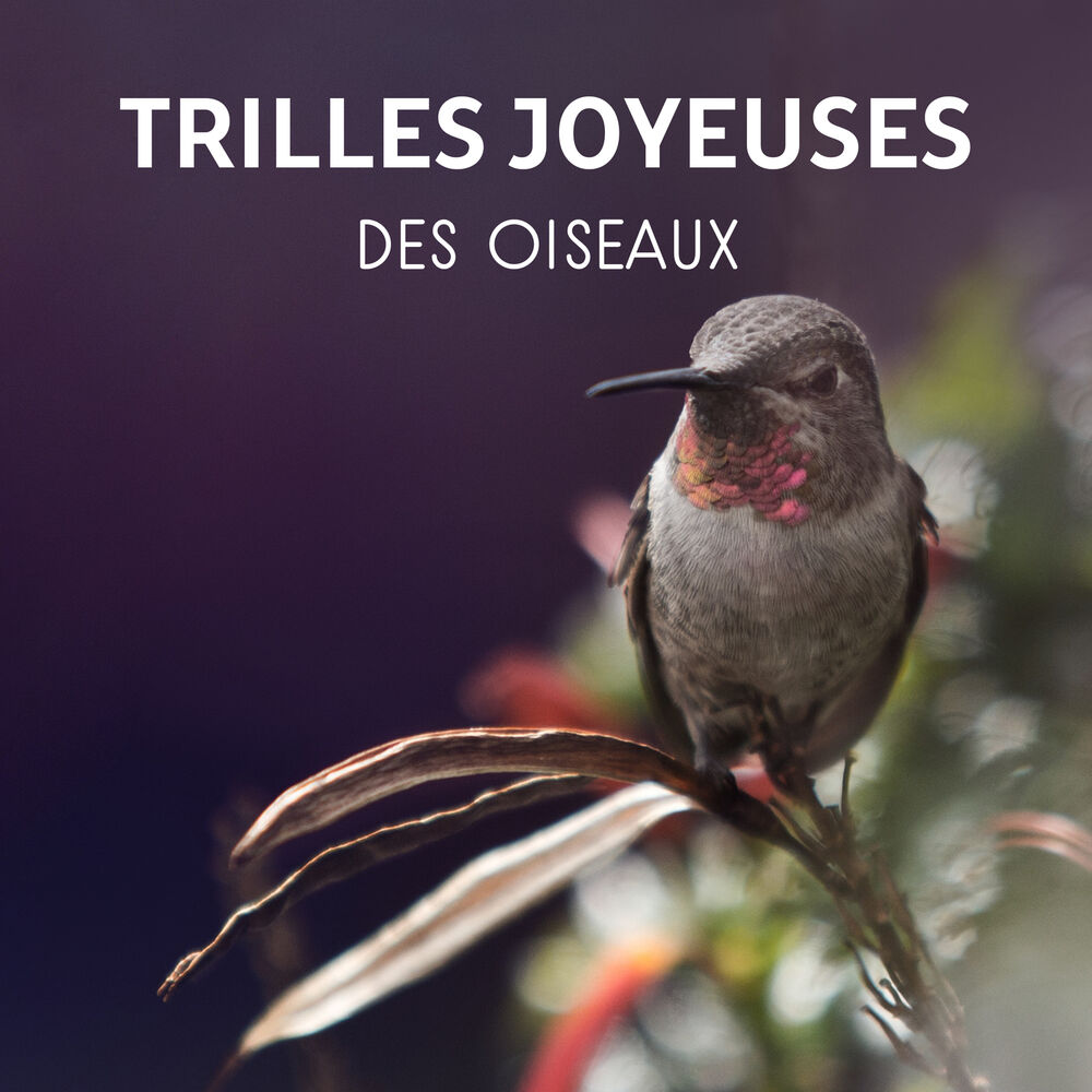 Picture of Trilles joyeuses des oiseaux - Musique de relaxation pour attitude positive, Thérapie sonore naturel, Bruits de la forêt, Détente 