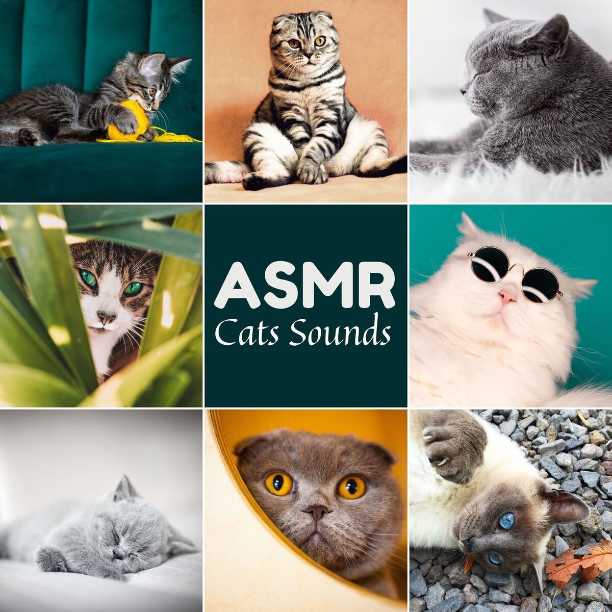 Album cover of Kitten Meow, Purring