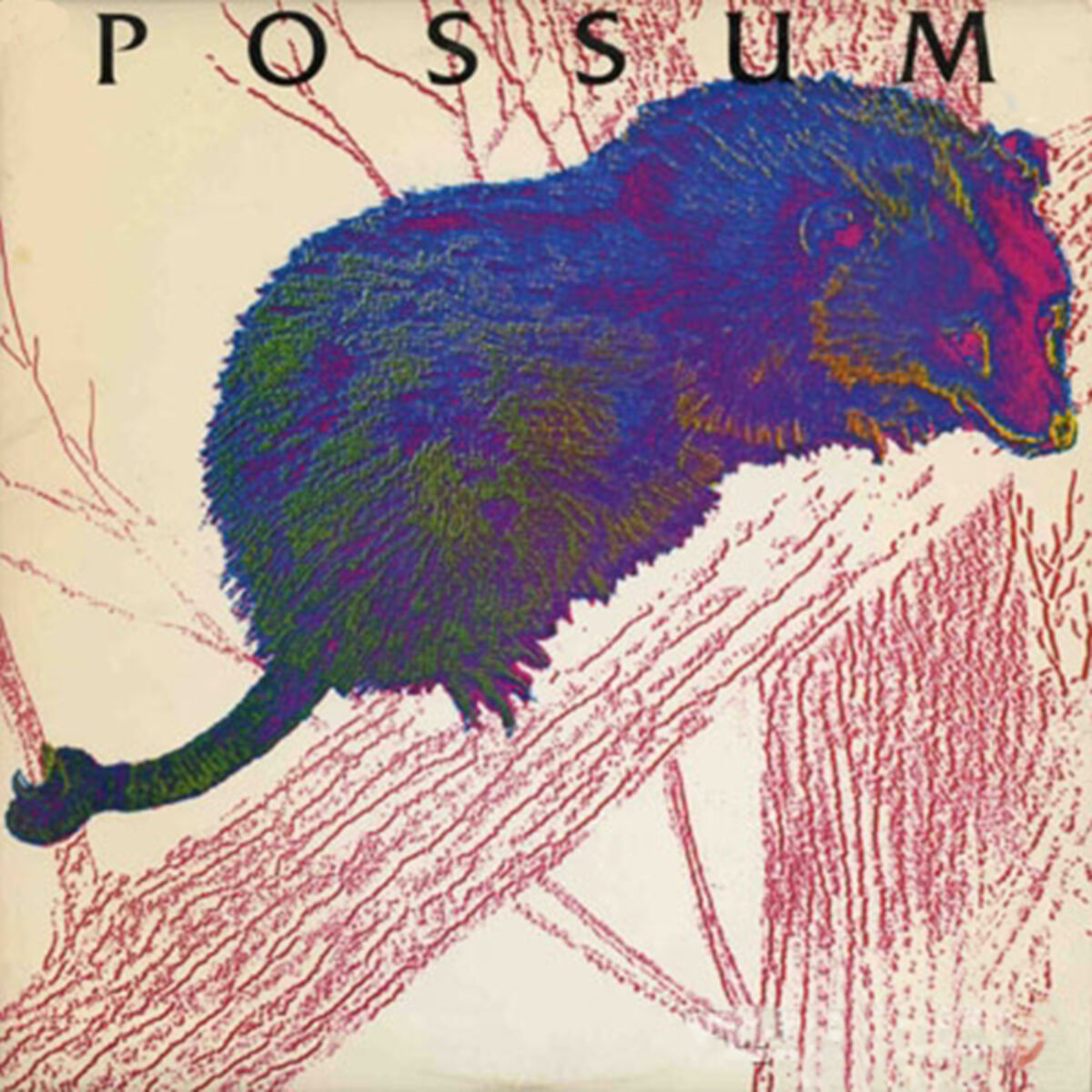 Album cover of Possum