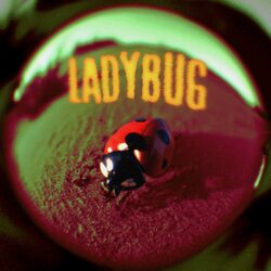 Cover of Ladybug