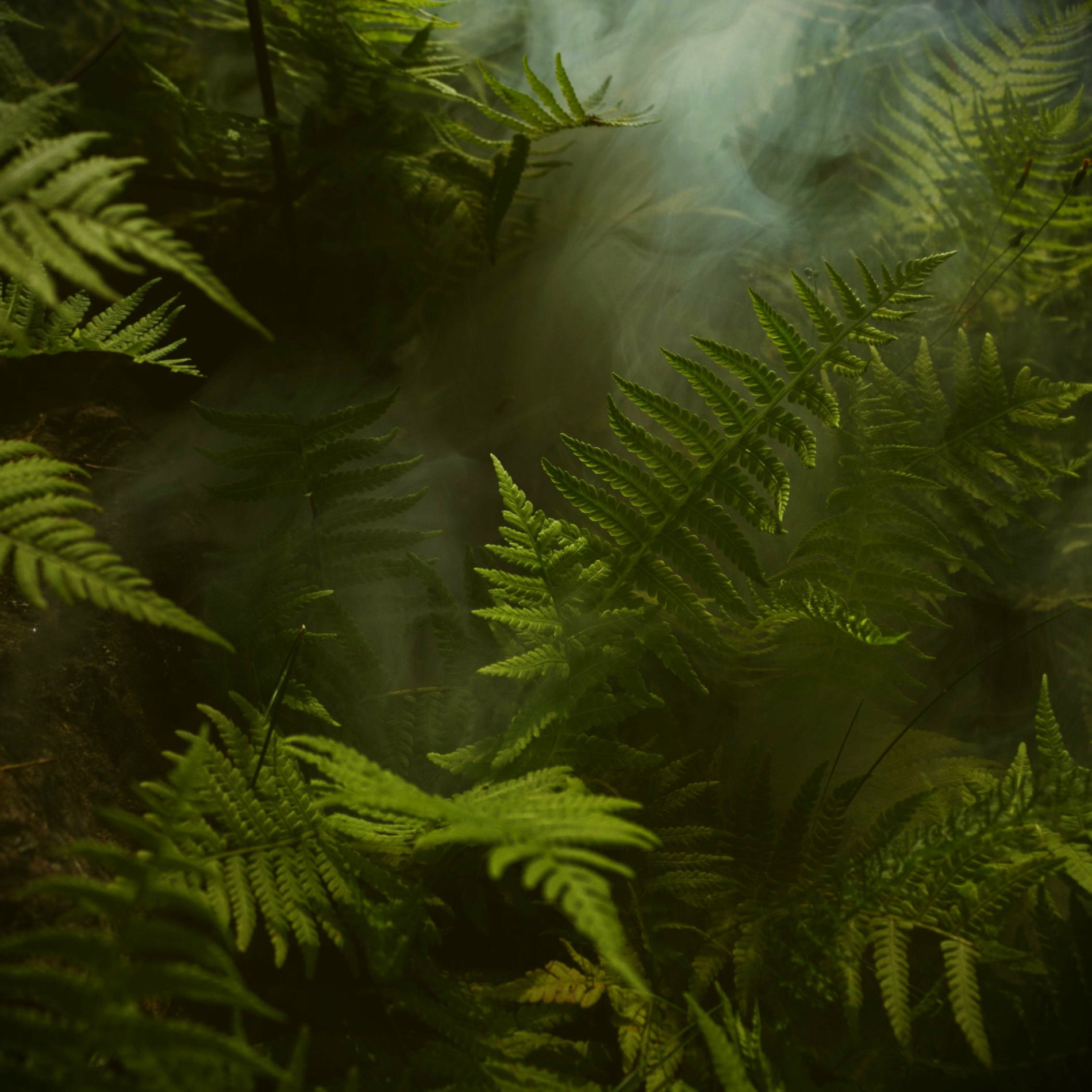 Album cover of Regrowth