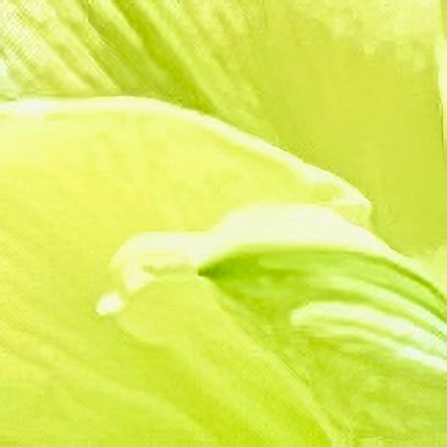 Album cover of bloom