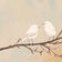 Ambient Birds Sounds, Pt. 2510 (Ambient Soundscapes with Birds Sounds to Relax) by Nature album cover
