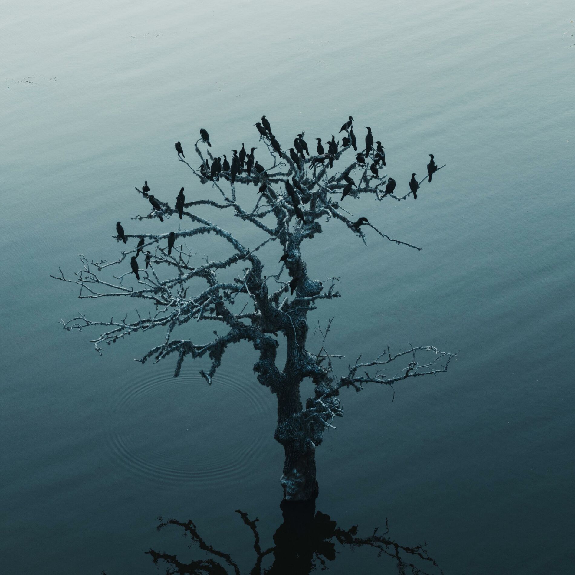 Album cover of Rite of Passage