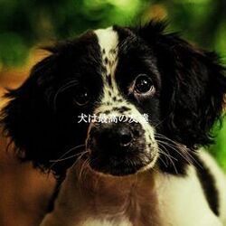 Cover of 犬は最高の友達
