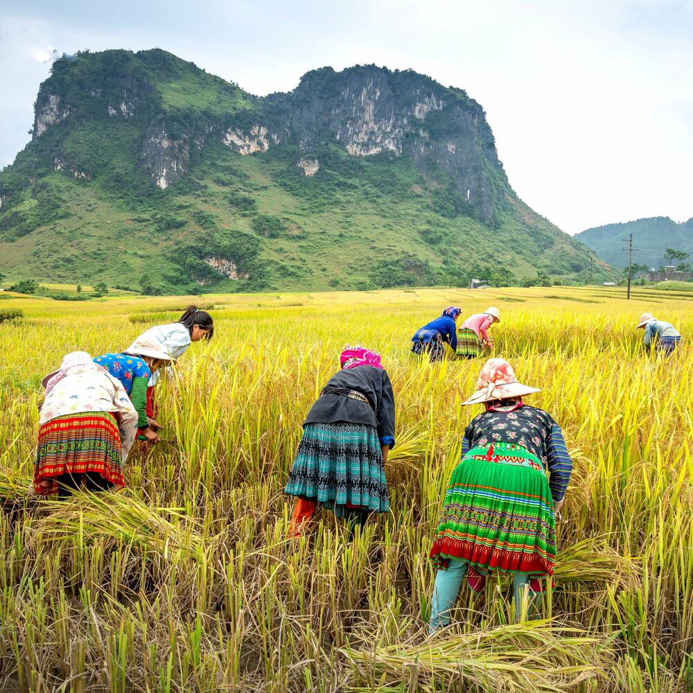 Picture of Nature's Work Harmony: Chill Tones for Productivity and Creativity
