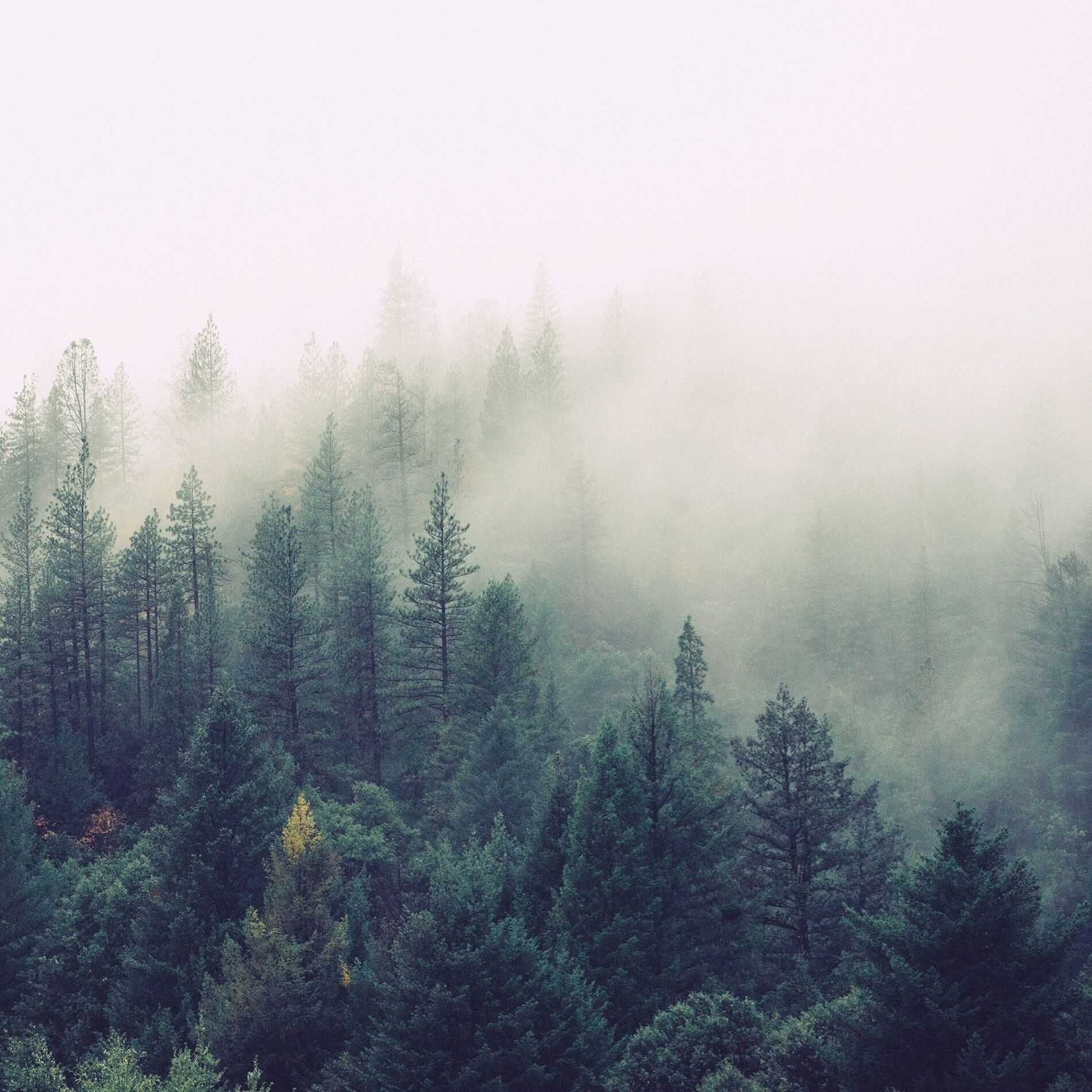 Album cover of Forrest