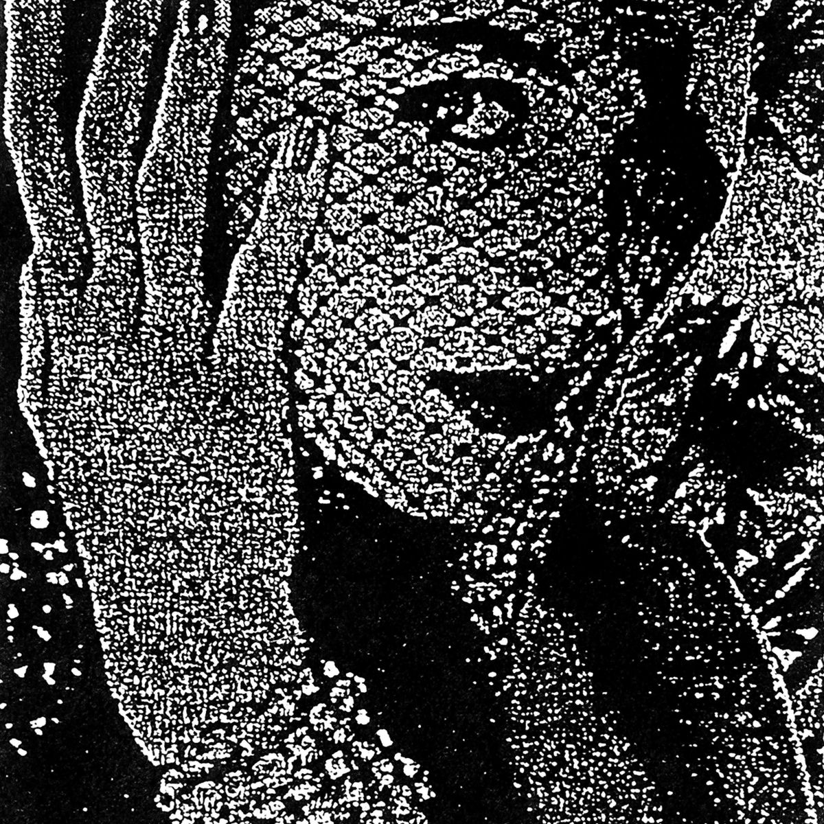 Album cover of Arctic Flower