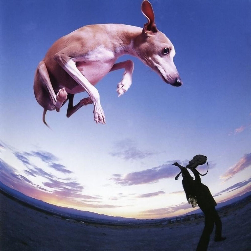 Picture of Flying Dog