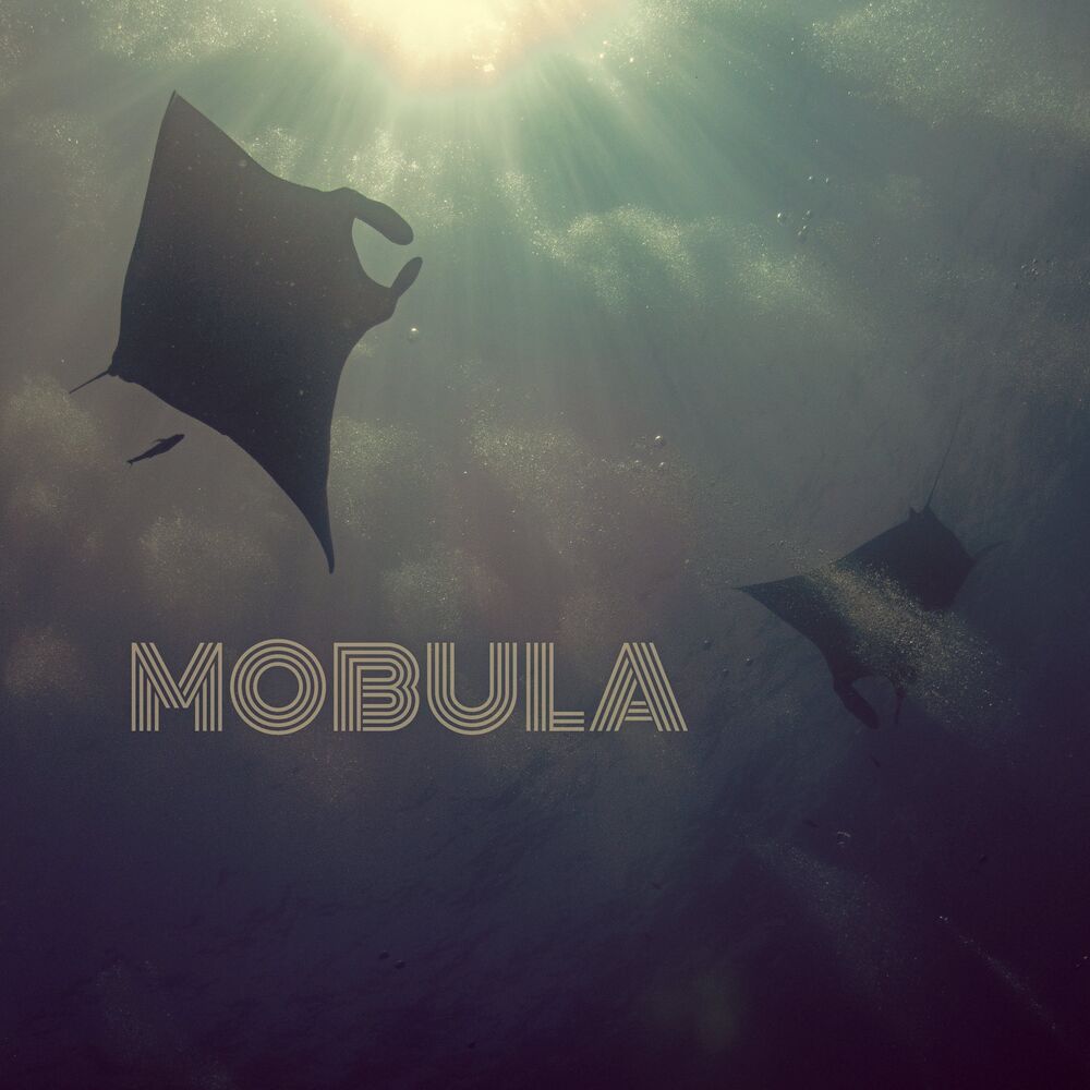 Picture of Mobula