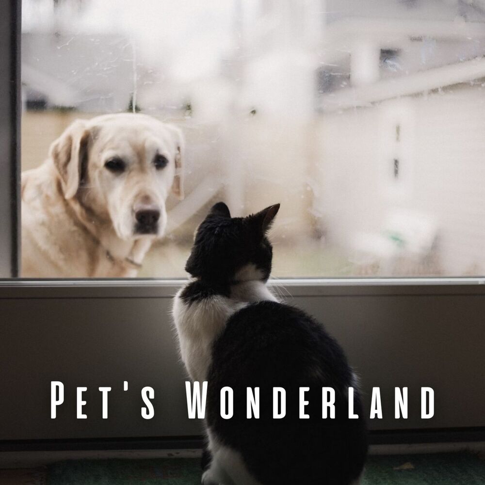 Picture of Pet's Wonderland: Tranquil Rain with Relaxing Sounds