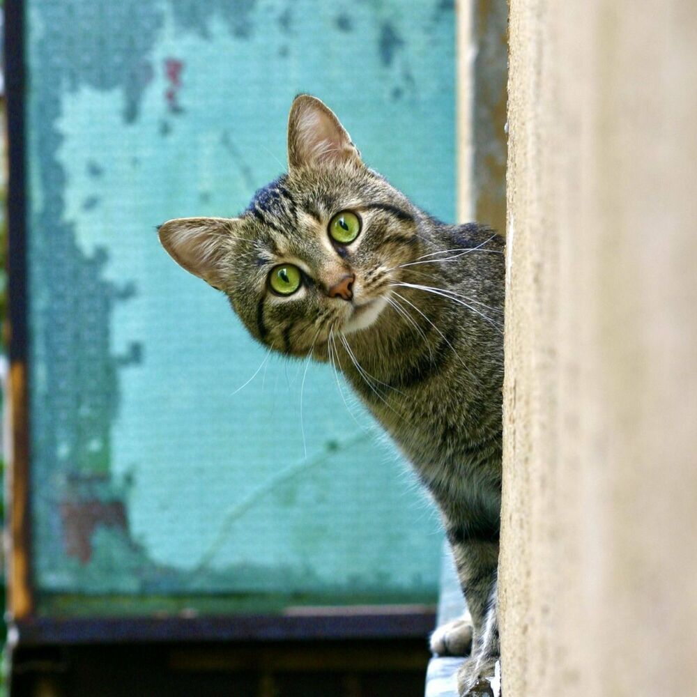 Picture of Zen Cat Tales: Lofi Furry Adventures