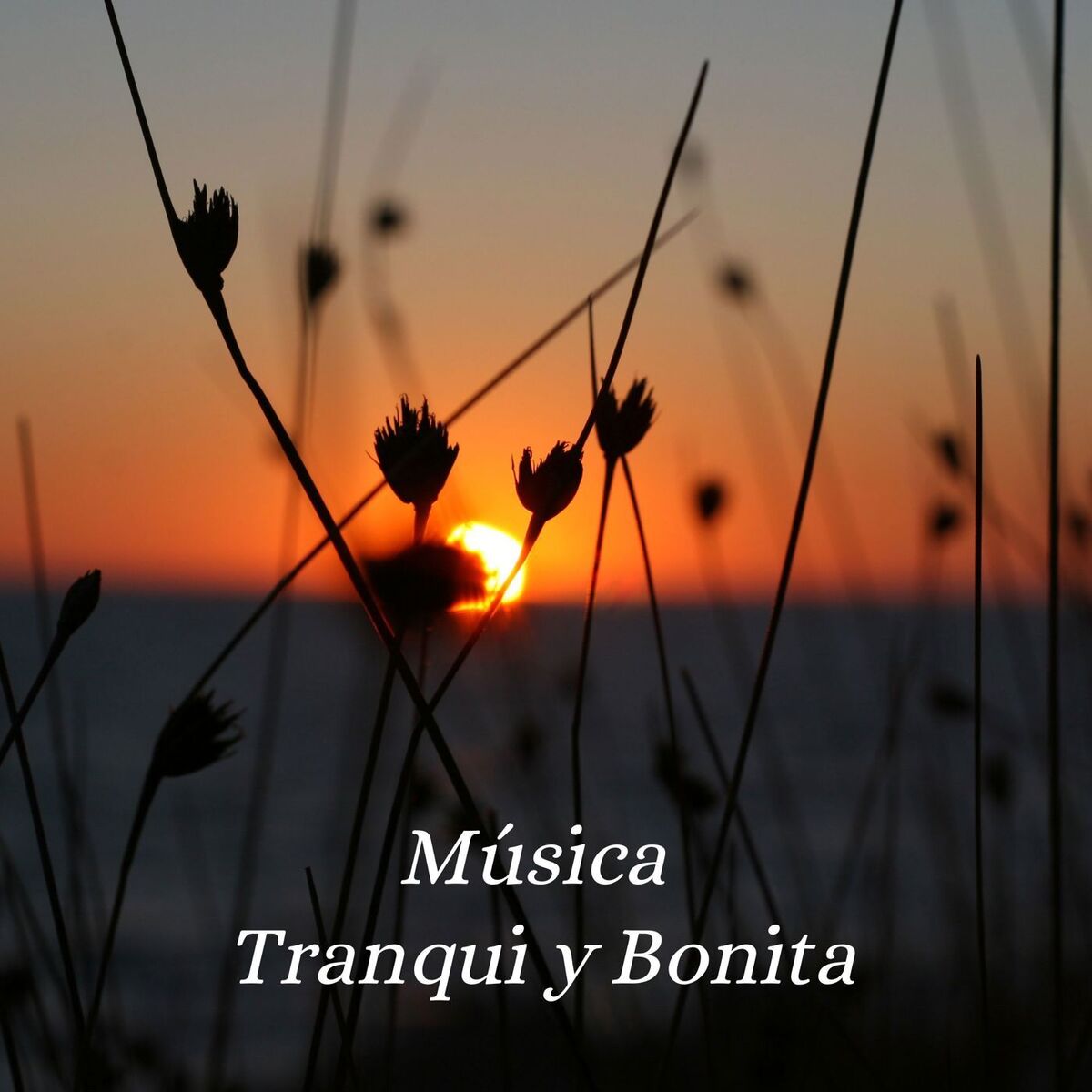 Album cover of Música Tranqui y Bonita