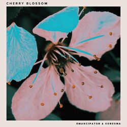 Cover of Cherry Blossom