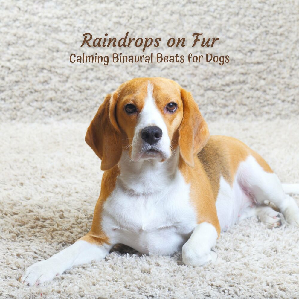 Picture of Raindrops on Fur: Calming Binaural Beats for Dogs
