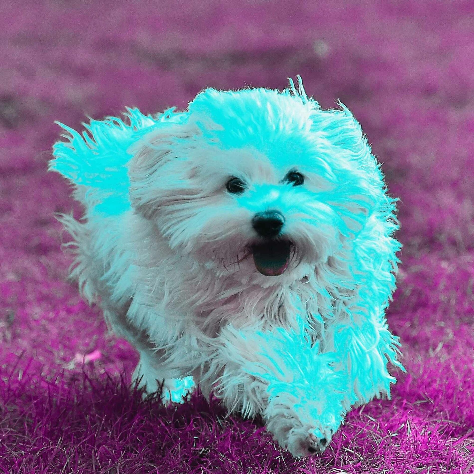 Album cover of Spirited Guitar Jazz - Ambiance for Mellow Pooches