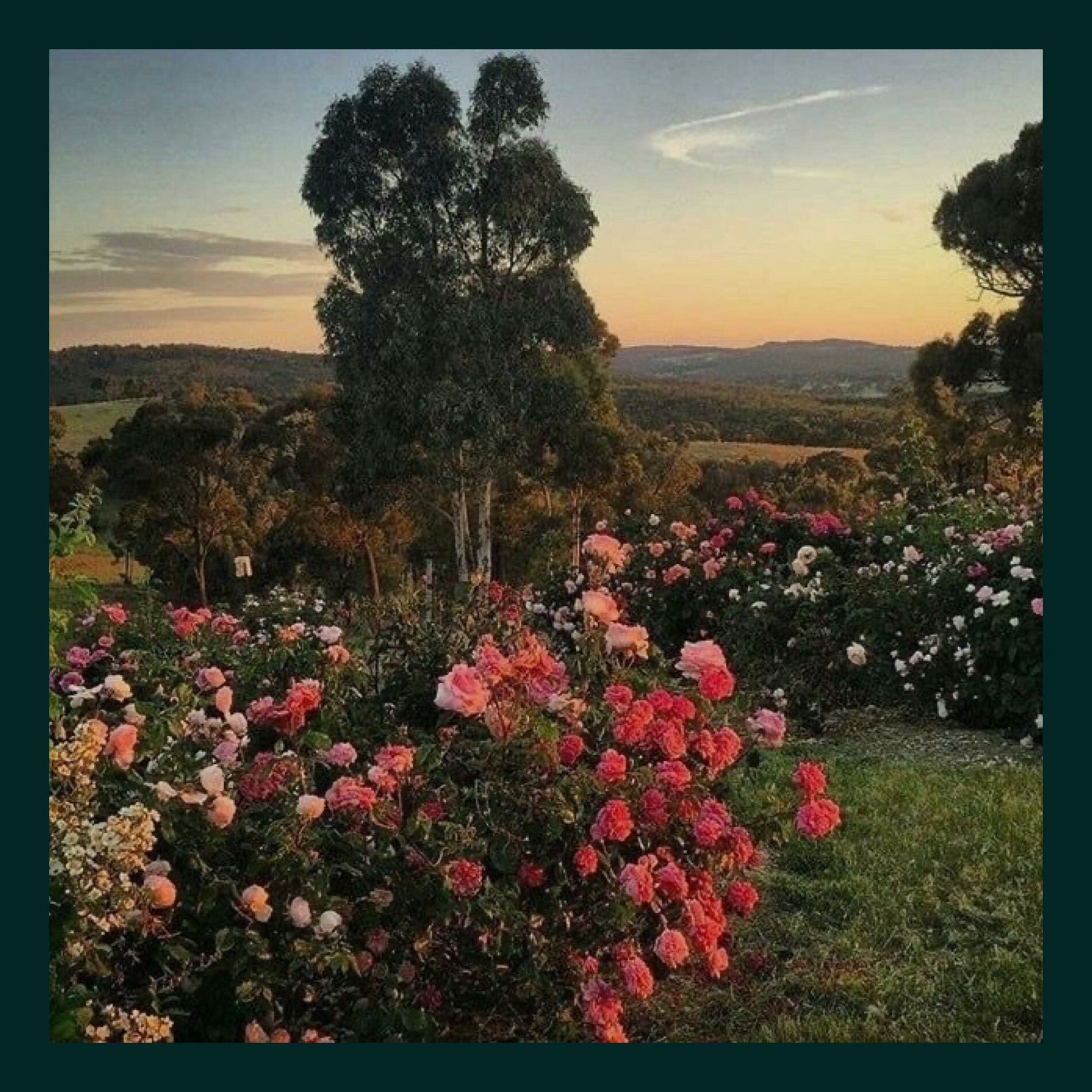 Album cover of Rose Garden