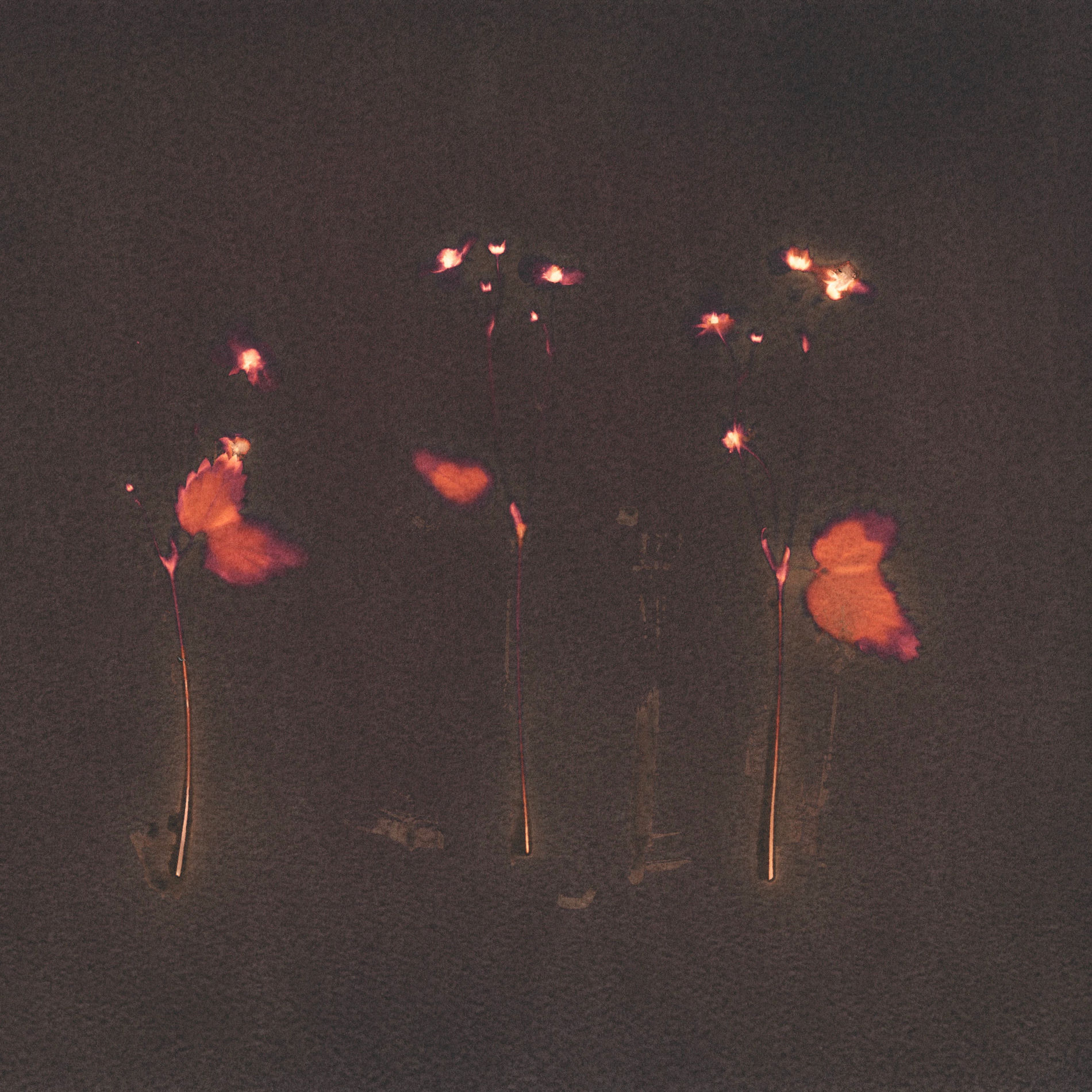 Album cover of Peach Sky