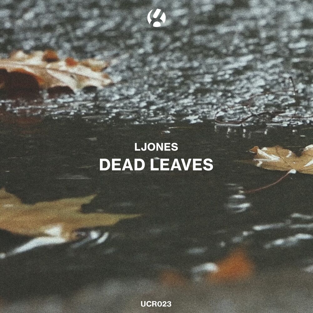 Picture of Dead Leaves