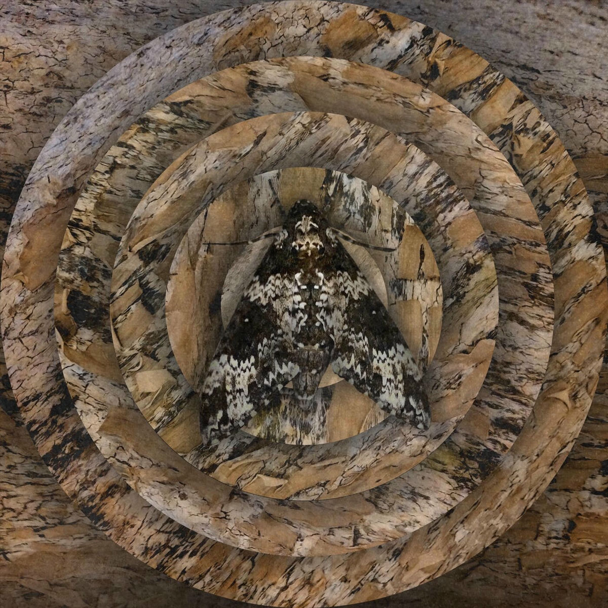 Album cover of Recrudescence