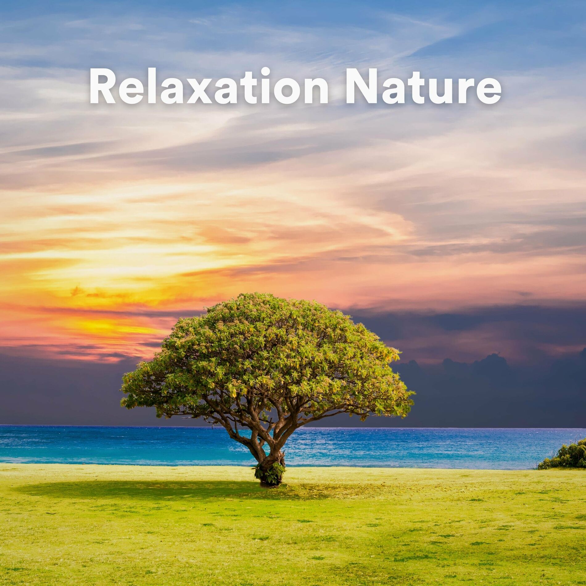 Album cover of Sons de la nature