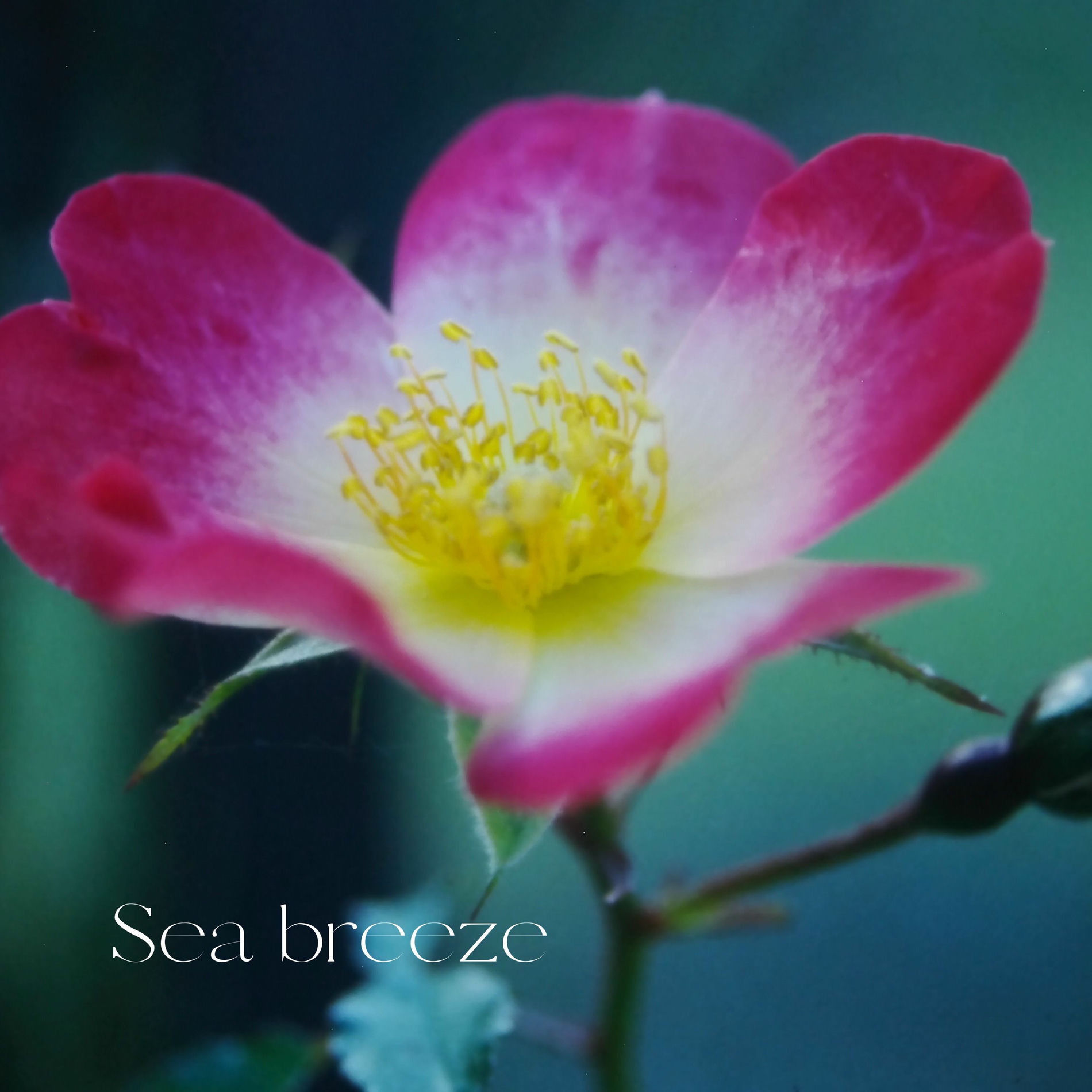 Album cover of Sea breeze (feat. HARUA, Mew & CYBER DIVA)