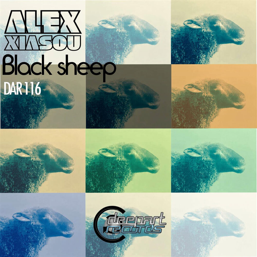Picture of Black Sheep