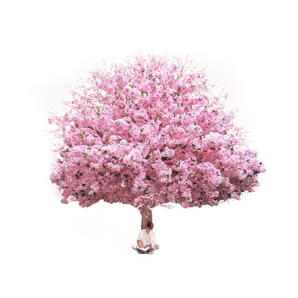 Picture of Cherry Blossom