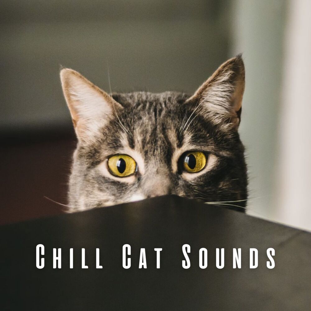 Picture of Chill Cat Sounds: Lofi Paws and Melodies