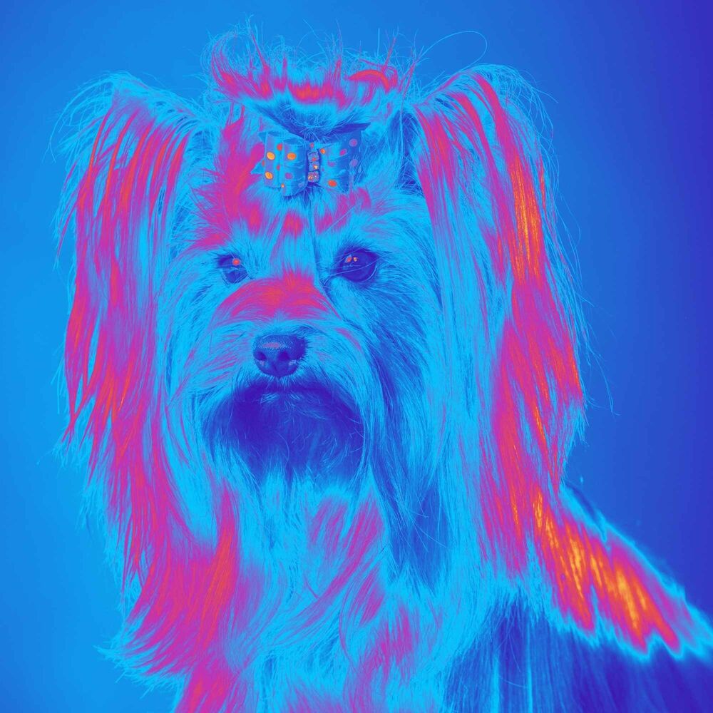 Picture of Fiery Background Music for Vet Trips