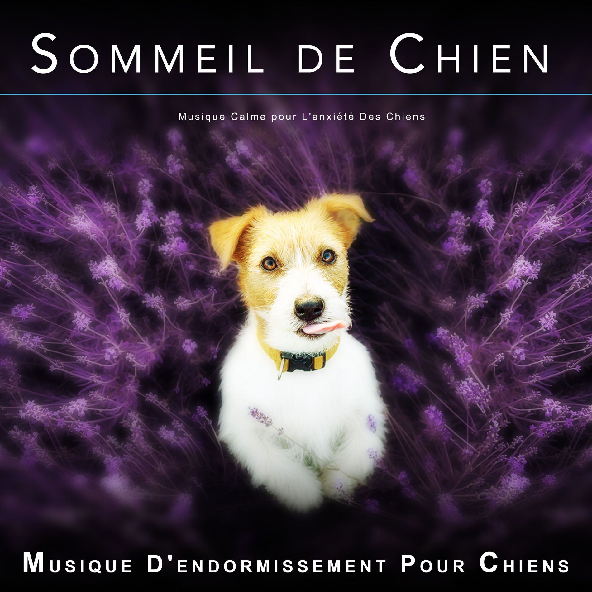 Album cover of Sommeil de Chien : Musique Calme pour L'anxiété Des Chiens