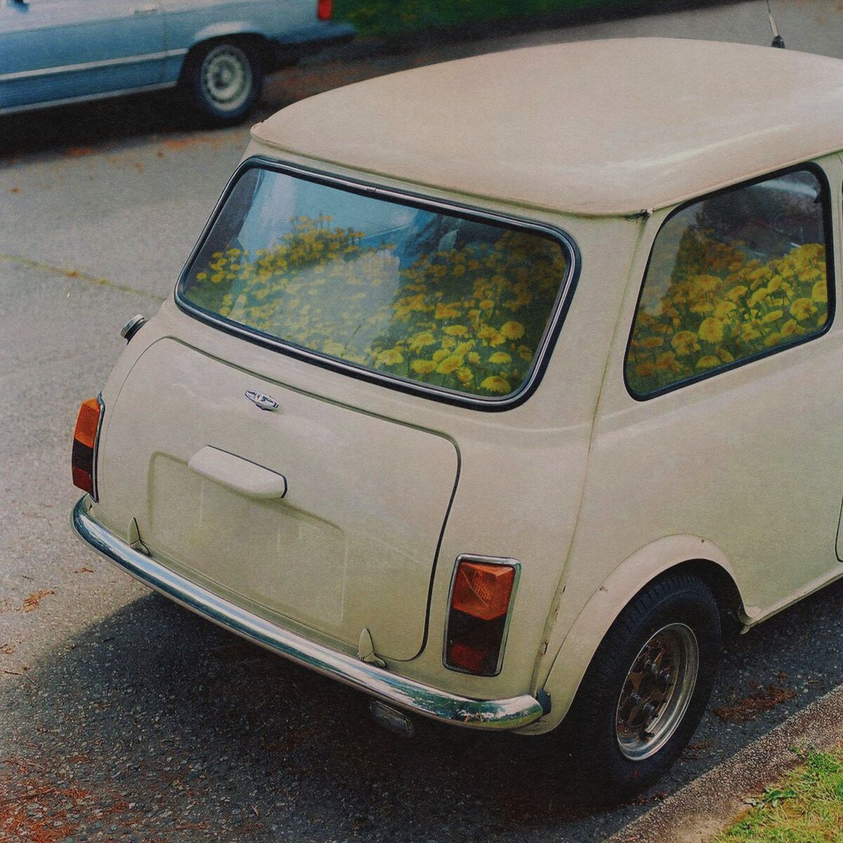 Album cover of Dandelion (Deluxe)