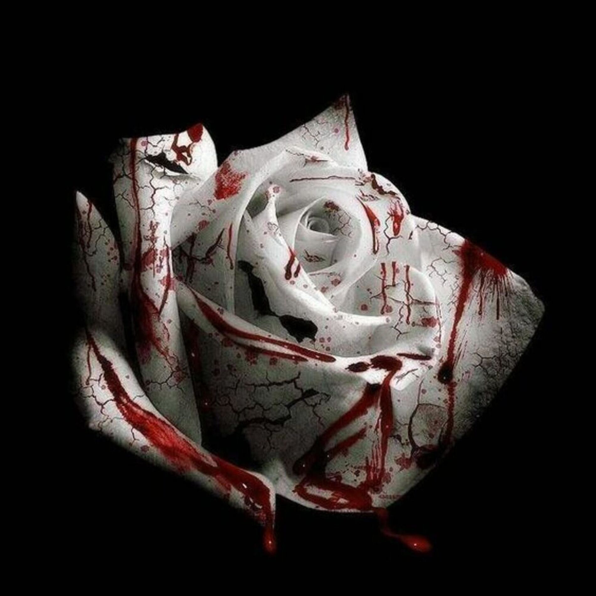 Album cover of Romantic Homicide