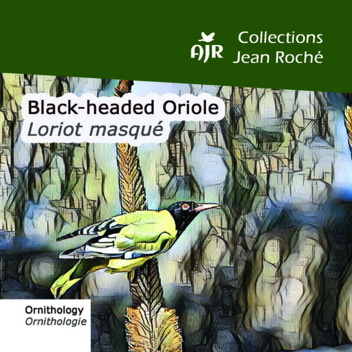Album cover of Black-headed-Loriot masqué-Oriole-Oriolus larvatus (Ornithology-Ornthologie)