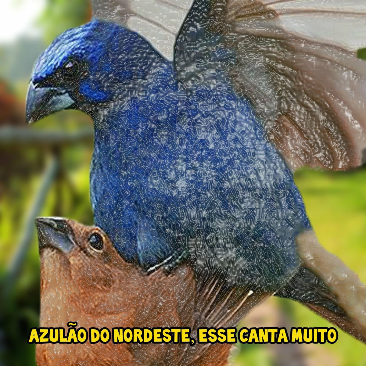 Album cover of Azulão do Nordeste, Esse Canta Muito