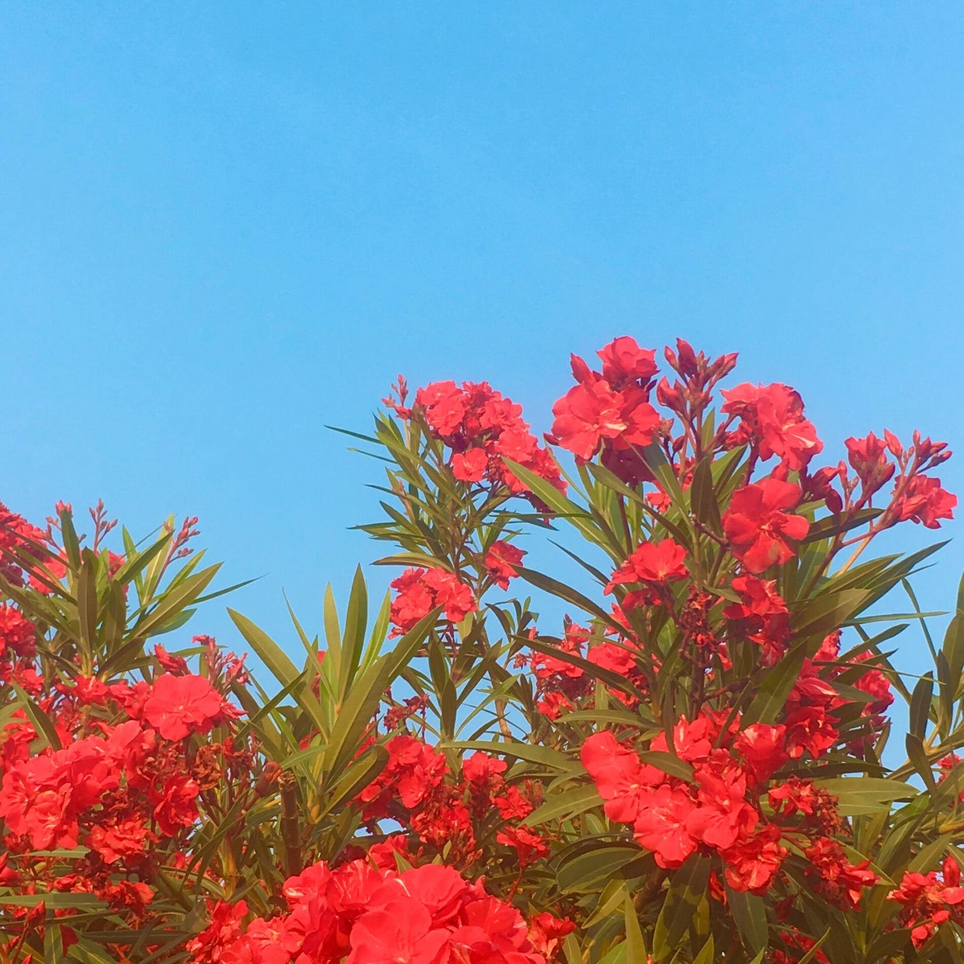 Album cover of Daydream