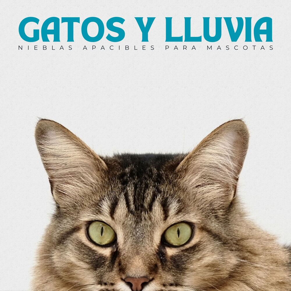 Picture of Gatos Y Lluvia: Nieblas Apacibles Para Mascotas