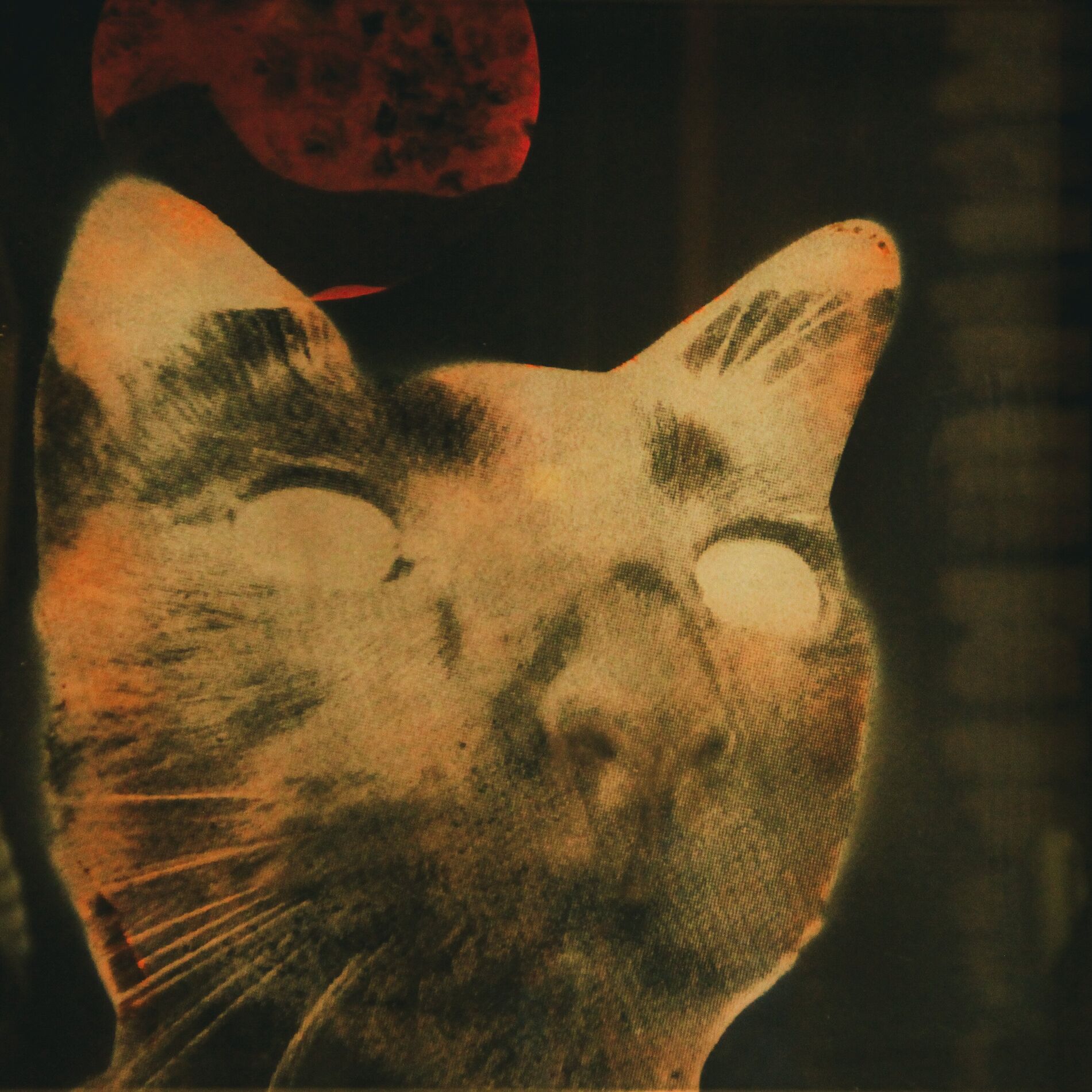 Album cover of Cuchito