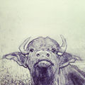 Meat