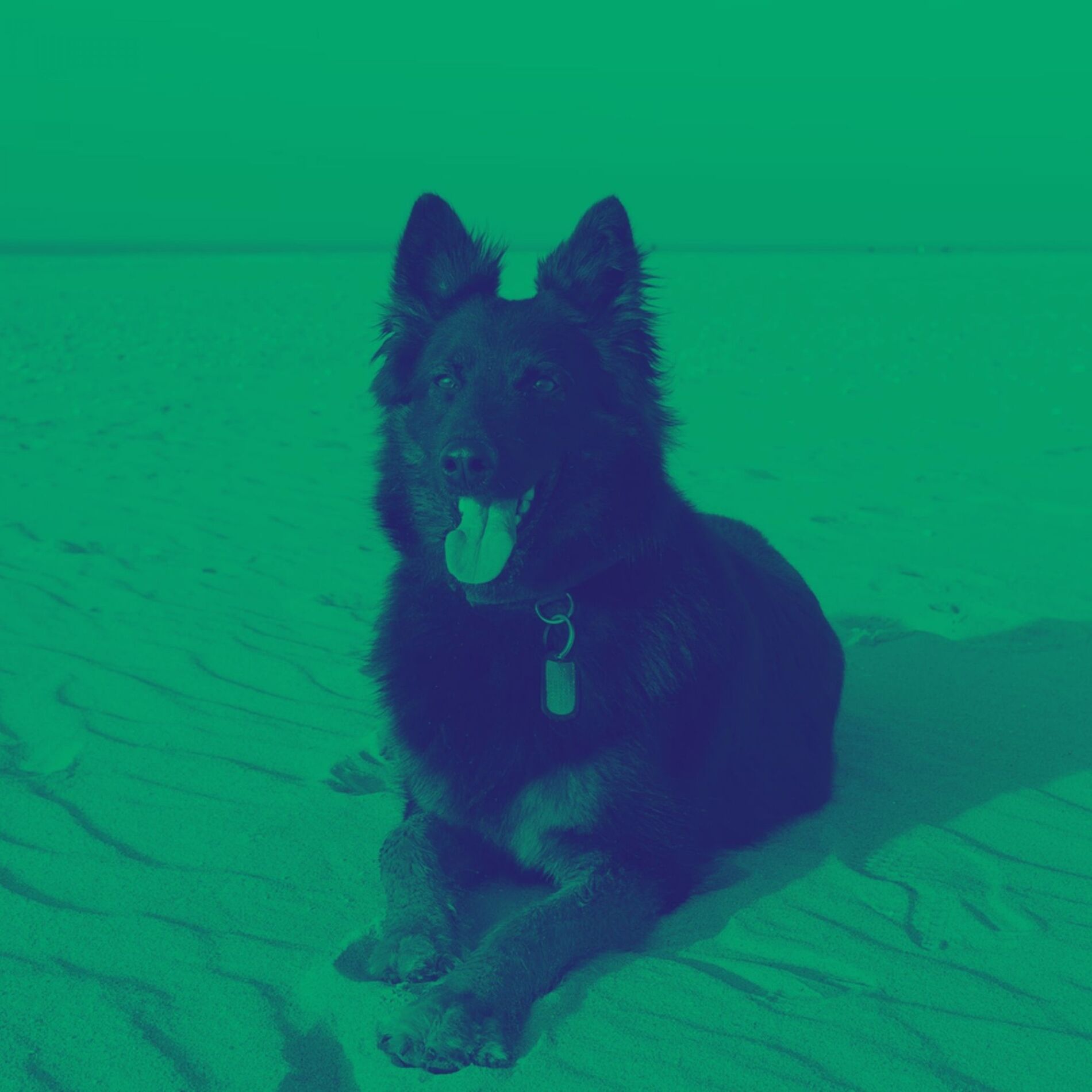 Album cover of Simple (Puppies)