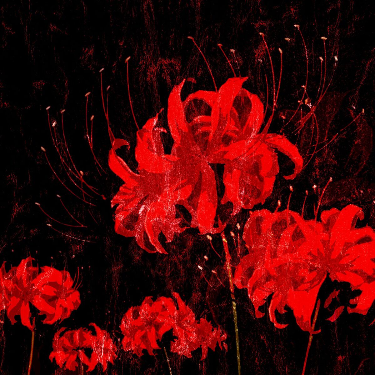 Album cover of LYCORIS RADIATA