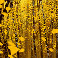 Yellow Sisi