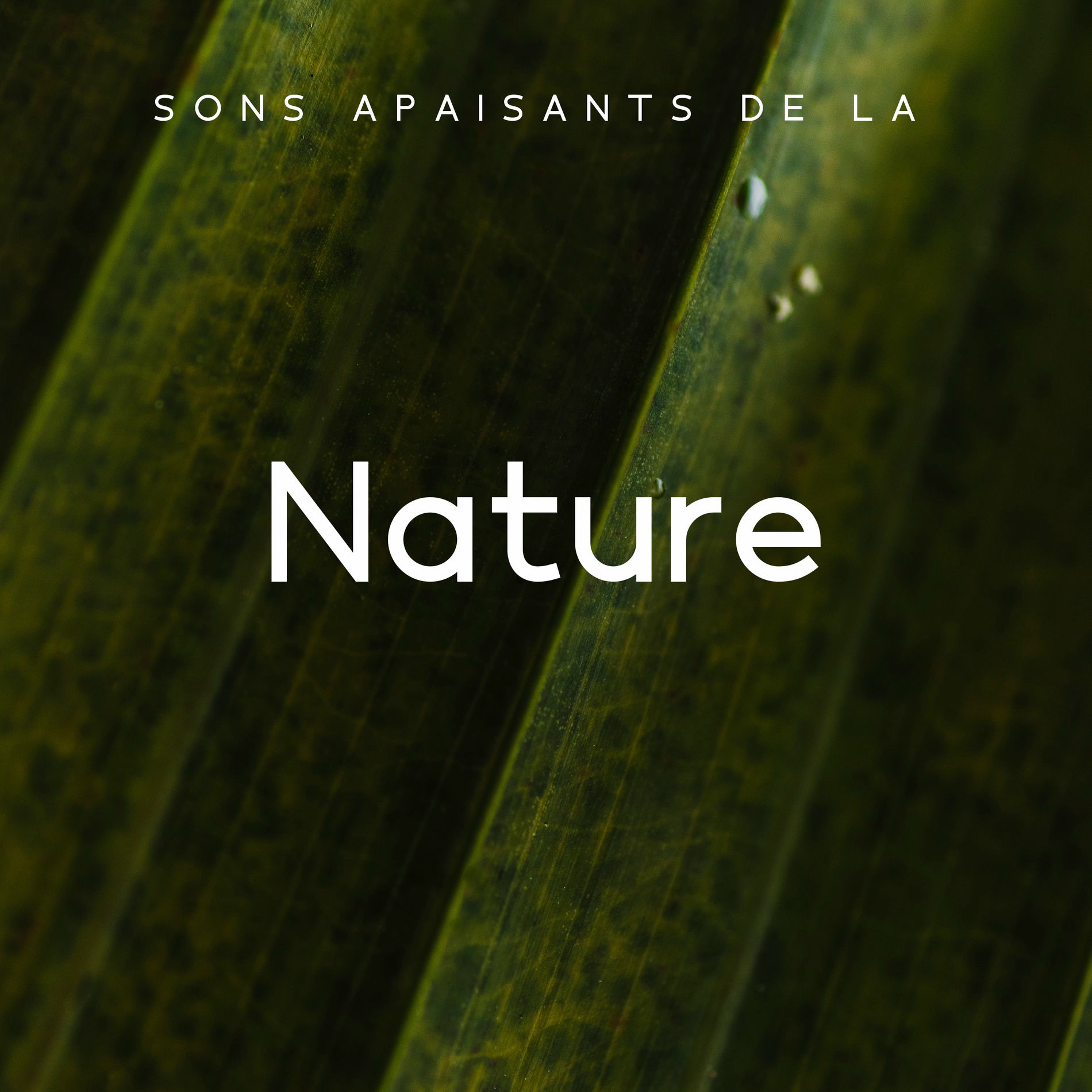 Album cover of Sons Apaisants de la Nature (Pratique de la Pleine Conscience, Relaxation, Méditation, Chant des Oiseaux, Bruit des Vagues, Grâce 