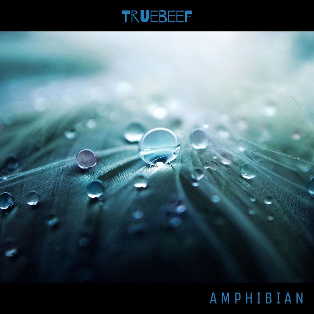 Picture of Amphibian
