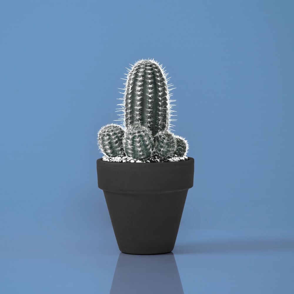 Picture of ¿Cuándo se jodió?