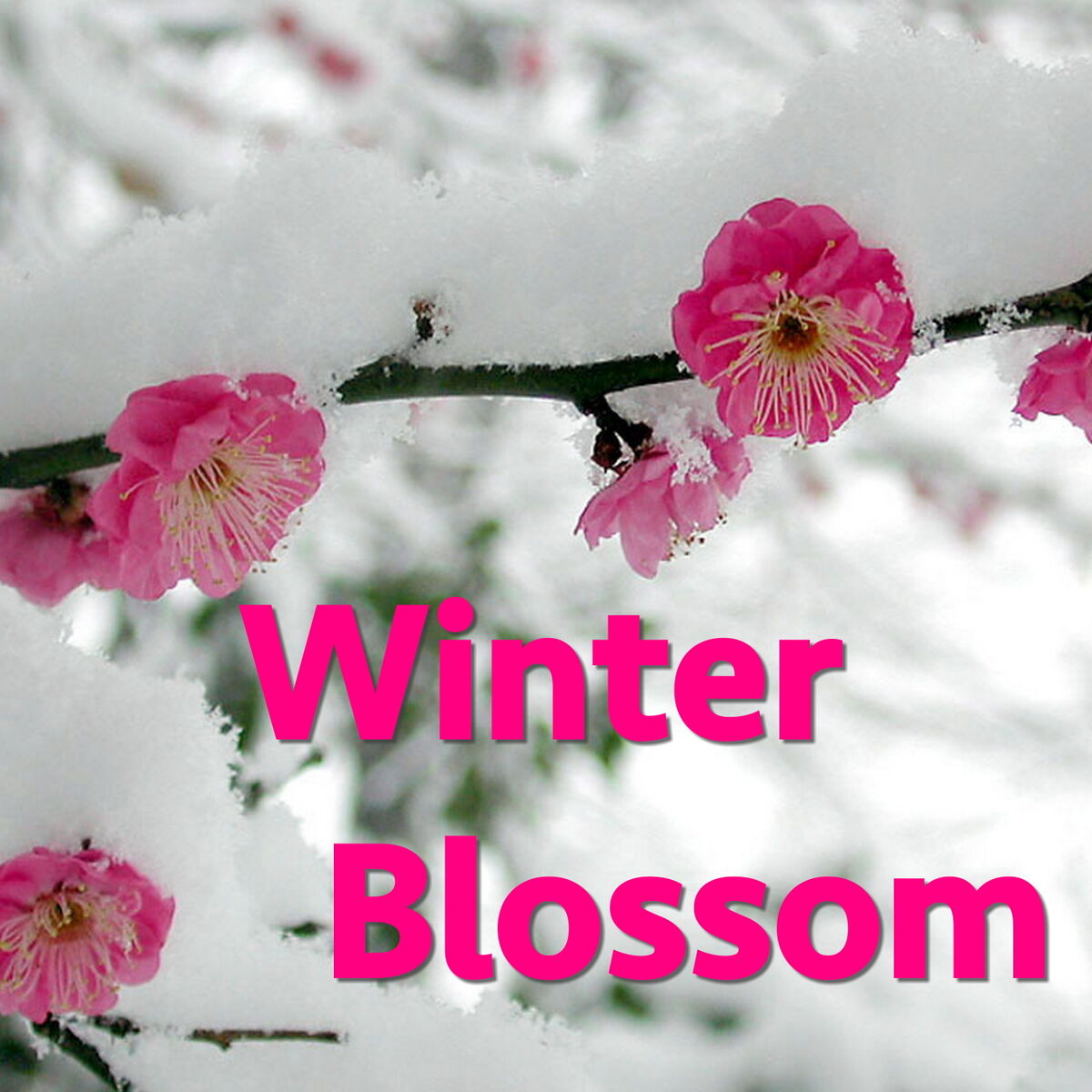 Album cover of Winter Blossom