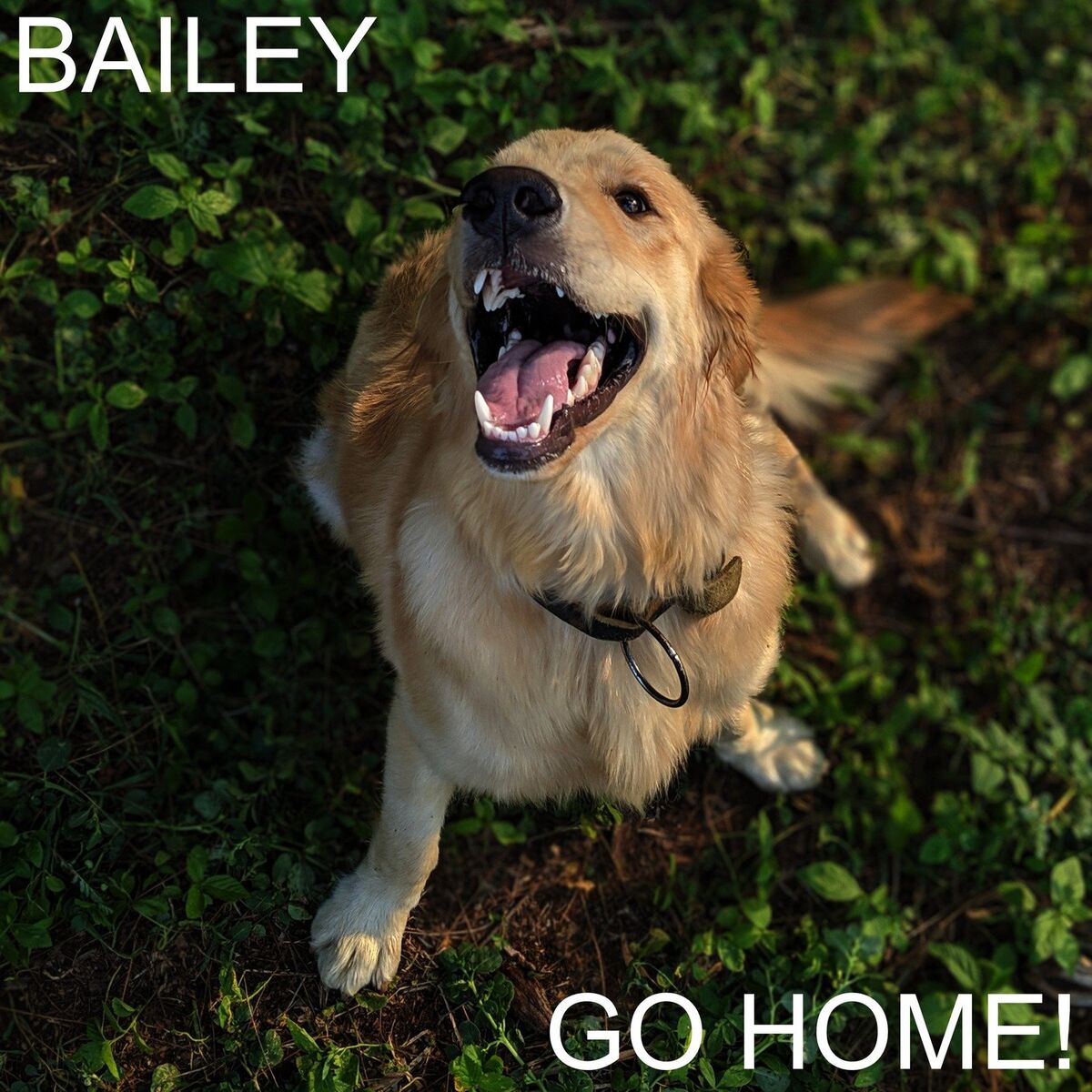Album cover of Go Home!
